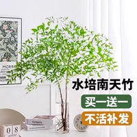 Nantianzhu горшечные гидропонные растения комнатная гостиная зеленая посадка офисная столешница свежие нарезанные ветки цветы пламя Nantianzhu