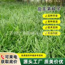高羊茅草籽耐寒草坪种子四季青护坡绿化黑麦草早熟禾耐践踏庭院