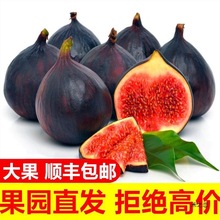 【顺丰5斤】无花果红皮新鲜水果现摘大果当季孕妇整箱批发0.5斤