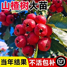 ɽ高ɽtشԵԘϱNֲB޽ӹ