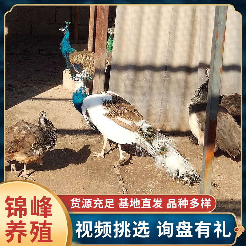 现货批发纯种蓝孔雀 蓝孔雀花孔雀白孔雀成年观赏脱温孔雀苗活体