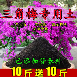 ����÷����������÷�_�����÷�͸������������I�B�����N���B����