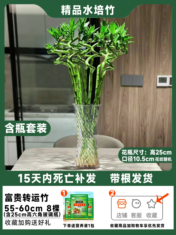 [병세트] 50~60cm 뿌리이송대나무 8그루 + 유리병, 무료양액