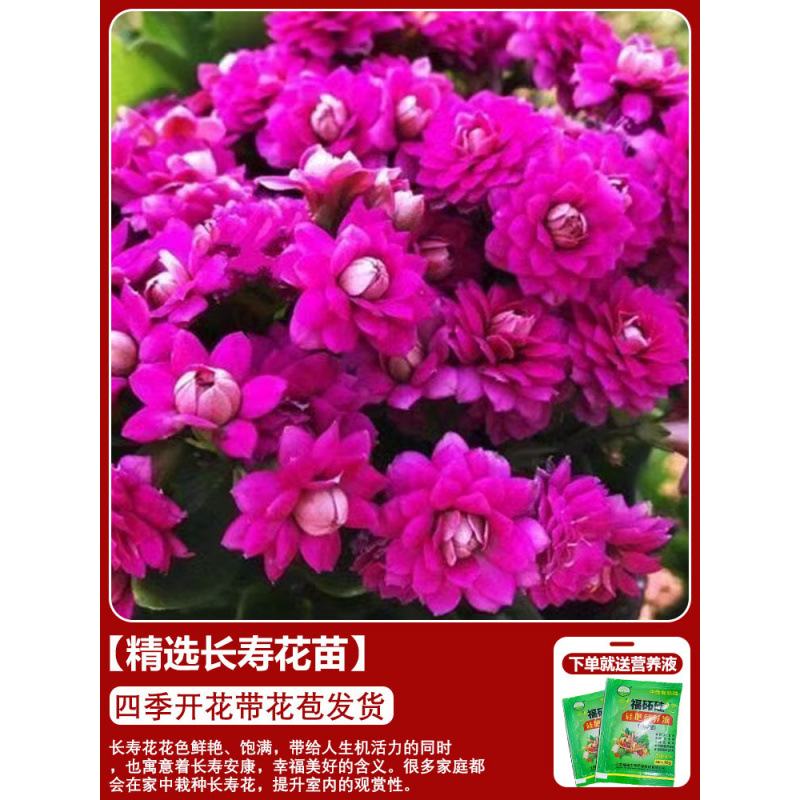 Flores de larga vida en maceta de doble pétalo, zorro dorado, gran flor con brotes de flores y plántulas, flores de interior en todas las estaciones, fáciles de cultivar.