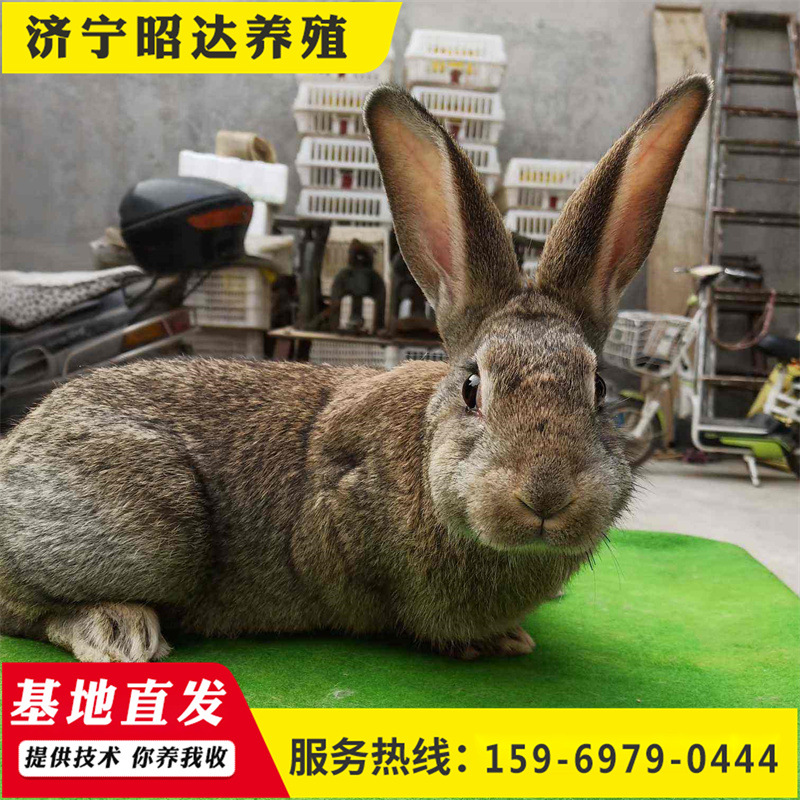 批发肉兔比利时兔成年种兔青年兔怀孕母兔多少钱送大棚送颗粒机
