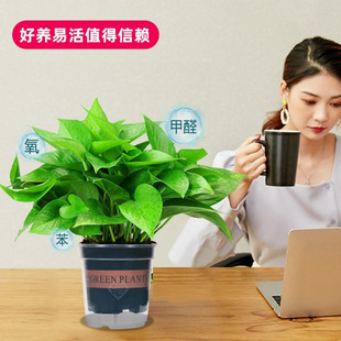 �G�}�����҃�������ȩˮ�฻�F���·��G�_ֲ�ﴹ���m���~�L�w֮�O