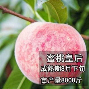 ���Ͷ��Ҙ��mѪ������ˮ������޽��ش�����Ϸ������Nֲ����Y��