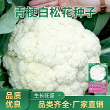 ๣ɻNӻ˲˻Ҭ˷NӰ׻๣ɻ˷NӴȫ