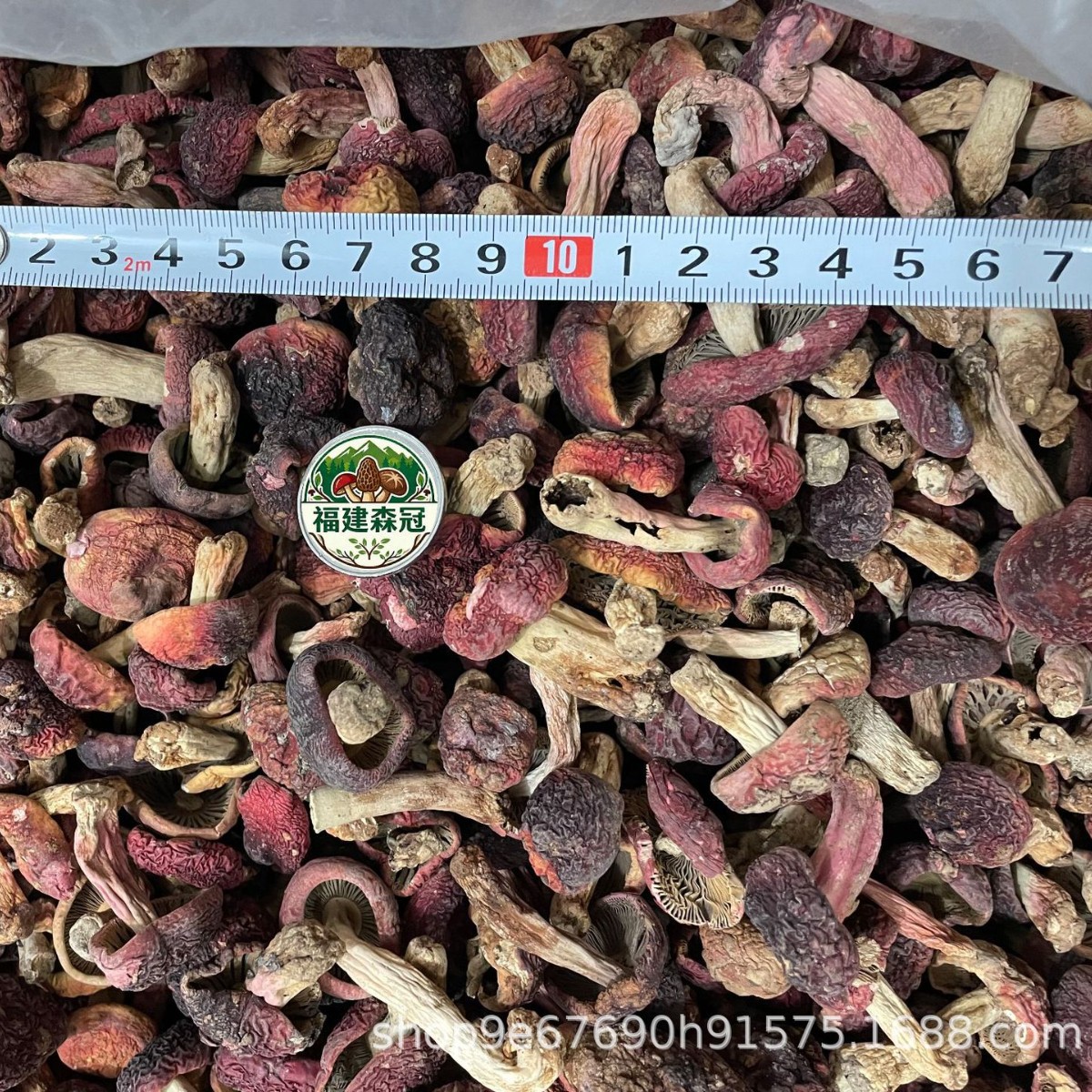 云南红菇干货野生特级蓝底正宗红姑月子红椎菌红蘑菇非福建批发