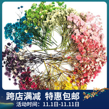 满天星小满押花植物标本DIY手工滴胶干花手机壳押花相框压花材料