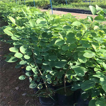 �������l��ֺ�S̴�־G�����̳�����ͥԺ��t��֦����