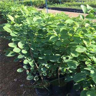 �������l��ֺ�S̴�־G�����̳�����ͥԺ��t��֦����