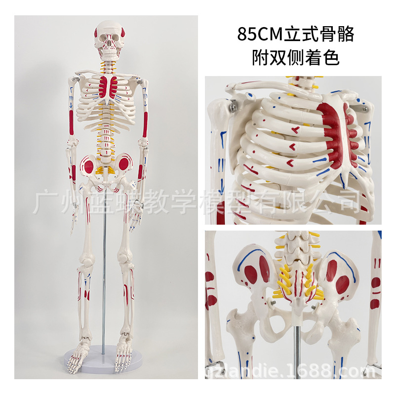 85cm�������ģ��170cmȫ�����˹Ǽ�����ģ��С���ý�ѧ��׵ģ��