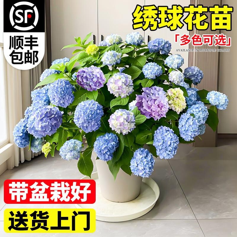 Hydrangea Flower Seedlings, All-Season Flowers, Endless Summer, Garden Balcony Flower Pots with Flower Buds, Garden Green Plants, Hydrangea Flowers Hydrangea Flower Seedlings, All-Season Flowers, Endless Summer, Garden Balcony Flower Pots with Flower Buds, Garden Green Plants, Hydrangea Flowers