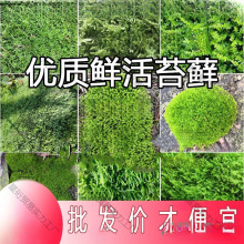 �r����̦����̦�\΢���^��ɽ����̦�\��Ƥ����ֲ����]