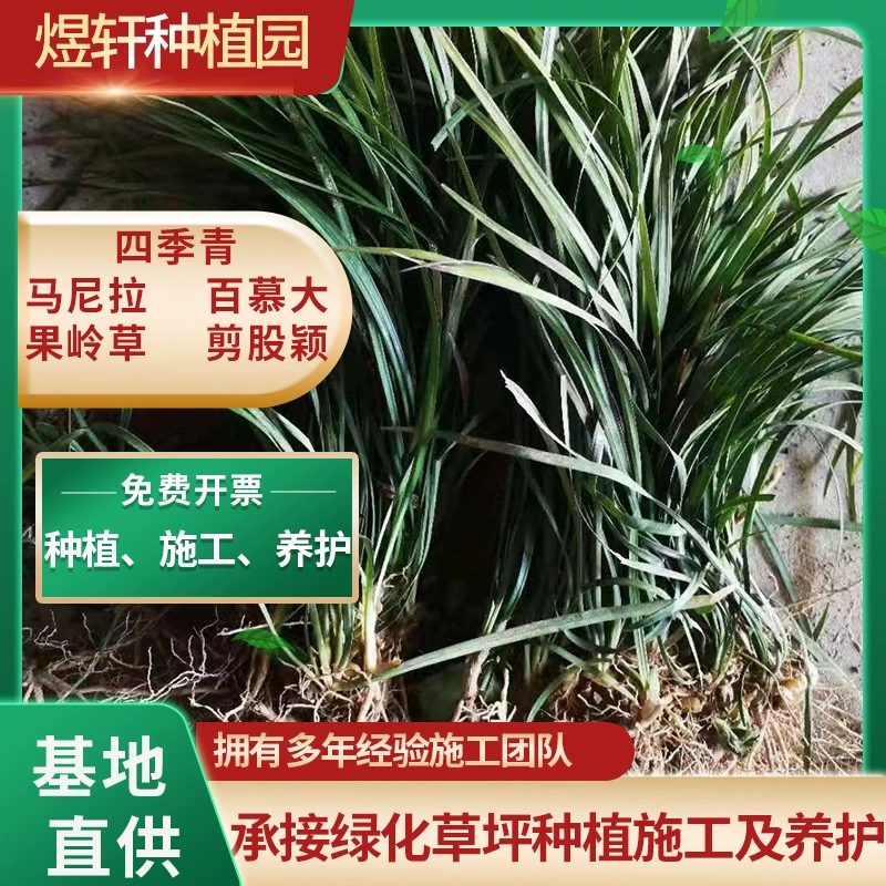 Японский гном Ophiopogon japonicus, вечнозеленый круглый год, медленнорастущий Ophiopogon japonicus, можно наступать на холодную и сухую почву, покрывающую траву.