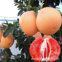 ���Ә���������t�����֏V����ɳ����ͥԺ�Ϸ��Nֲˮ���ͺ�����