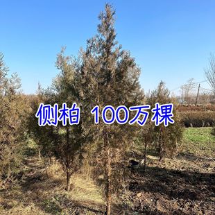 �Ȱؘ���I�B���Ȱؘ���1-2�׸߂Ȱ����؞���ؙu�ػ��Ȱش���