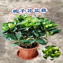 栀子花盆栽四季开花带花苞室内绿萝箩水培花卉绿植物茉莉花九里香