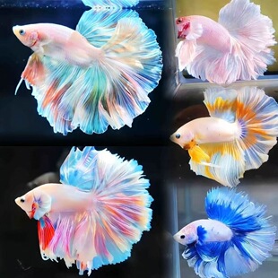 ̩��ِ�����˶��~��Ů����鼆���׳������Ꭷ�^�p�~���B�ͻ�