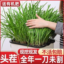 ²˸ϸN²rFڴ~tС~rļGֲ