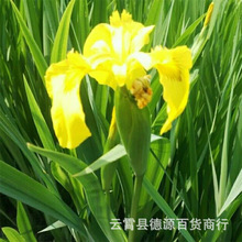 花菖蒲種子 花菖蒲種子批發 促銷價格 產地貨源 阿里巴巴