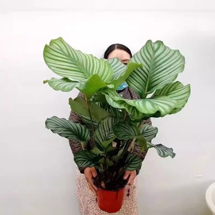 ���O���������ԾGֲ�҃��k�������^�~ֲ���ļ������׻���~ˮ��