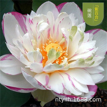 �ϰٺ�ź�Nź��ɏź�N���ɻ�����ˮ�B��Ͱˮ������߮aɏź��Nֲ