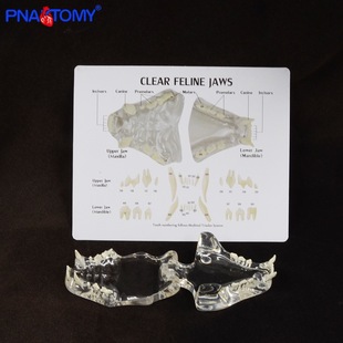 �F�t�������Xģ��͸��؈����ǻ؈��ģ�̌W��ʾ���������ģ��1��1