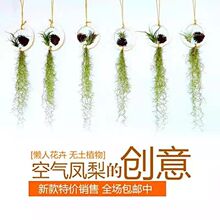 空气凤梨无土植物空气松萝老人须组合挂饰办公室吸甲醛垂吊植物