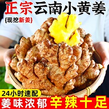 云南新小黄姜老姜生姜新鲜黄姜土姜现挖子姜嫩姜鲜姜嫩姜10斤包邮