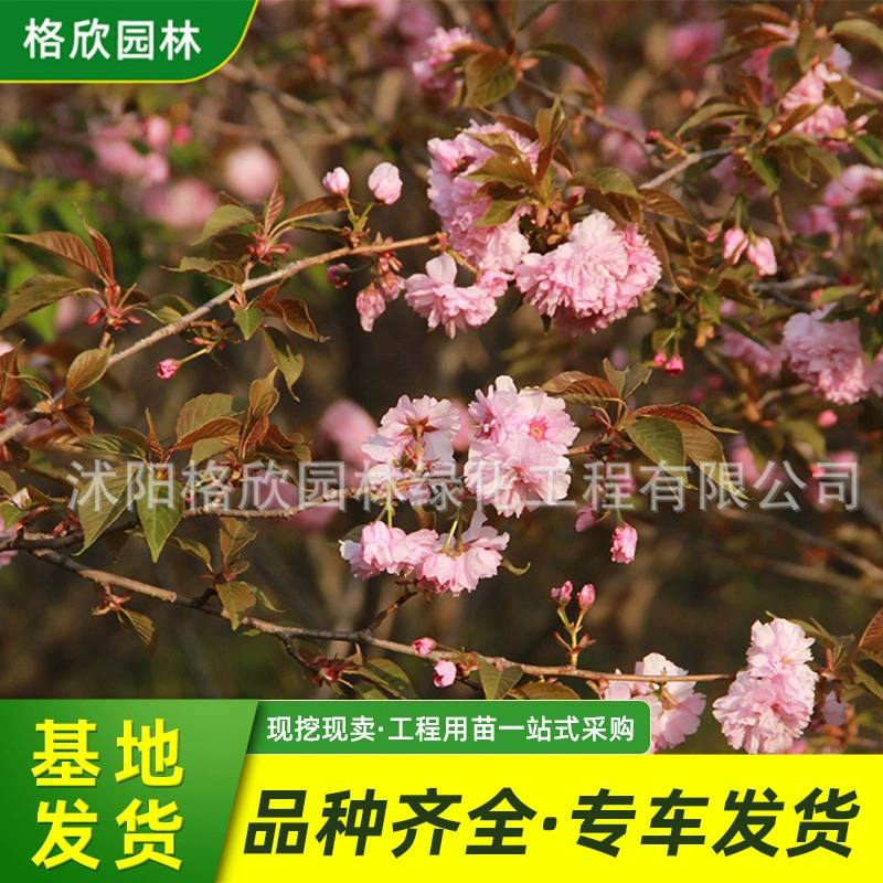 База вишневого дерева Оптовая Садовая дорога Благоустройство Цветы Растения Уличные цветковые Кустарники Привитые Японское Вишневое дерево