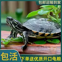 Китайская водяная черепаха для жизни, маленькая черепаха для пруда, долгоживущая черепаха-друг, декоративная черепаха для пруда, черепаха-питомец, черепаха для водоема, черепаший чернила, черепашьи рассады