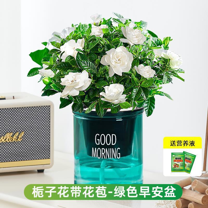 부티크 90#싹이 있는 치자나무(녹색 굿모닝 화분) + 영양액