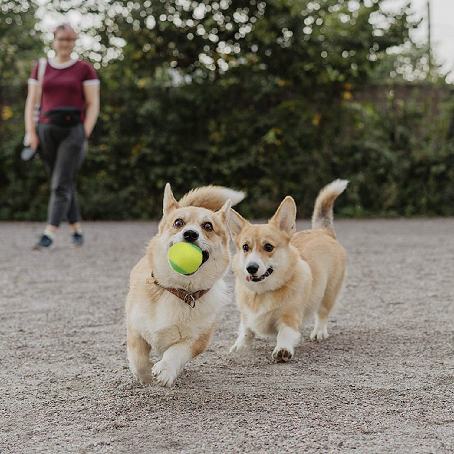 Pelota de juguete para mascotas, resistente a mordidas, para perros y gatos