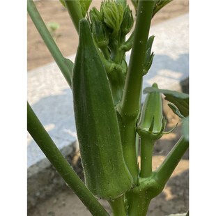 �S����N�Ӵ�ȫ�G���ļ��ļ��������ˮ���N���߲˷N���ﶬ�r��