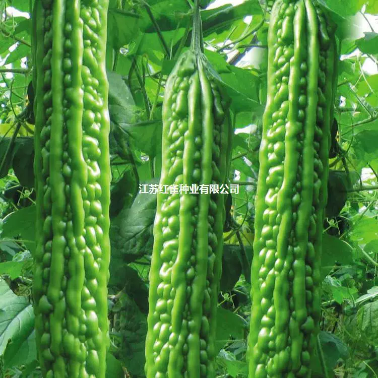 Семена овощей Бальзам груша Семена рассады Сев в четыре сезона Крытый балкон Горшечный сад Фермерский сад Весна и лето Бесплатная доставка