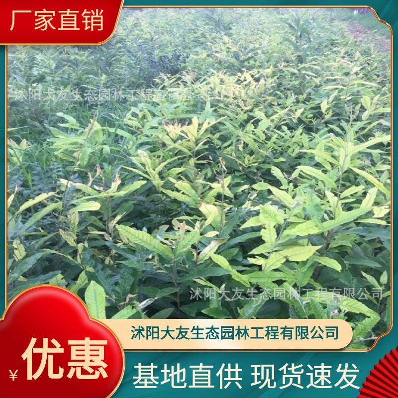 Базовые Оптовые саженцы Quercus variabilis собственного производства Живописный пейзаж дорога сад инженерные Зеленые саженцы