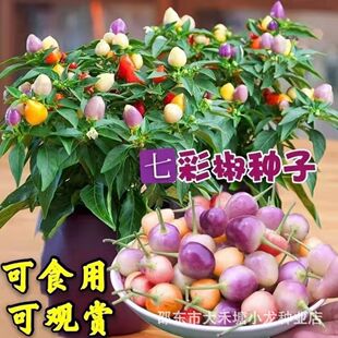 �����߲��ݽ��N�Ӷ���ļ��̨�߲˷N��ʳ���^�p����ɫ�ʽ����N��