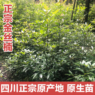 С�~�E骘��� ��� ˽�҄e�����@�Gֲ ���� ��z�ľ��ֲ��