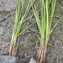 重庆贵州四川紫娇花高度15紫娇花高度20紫娇花高度25紫娇花高度30