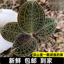 ϾrɏrƷҰBNֲ15ʳȻraƷ