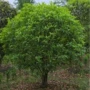 植物丛生园林庭院桂花球