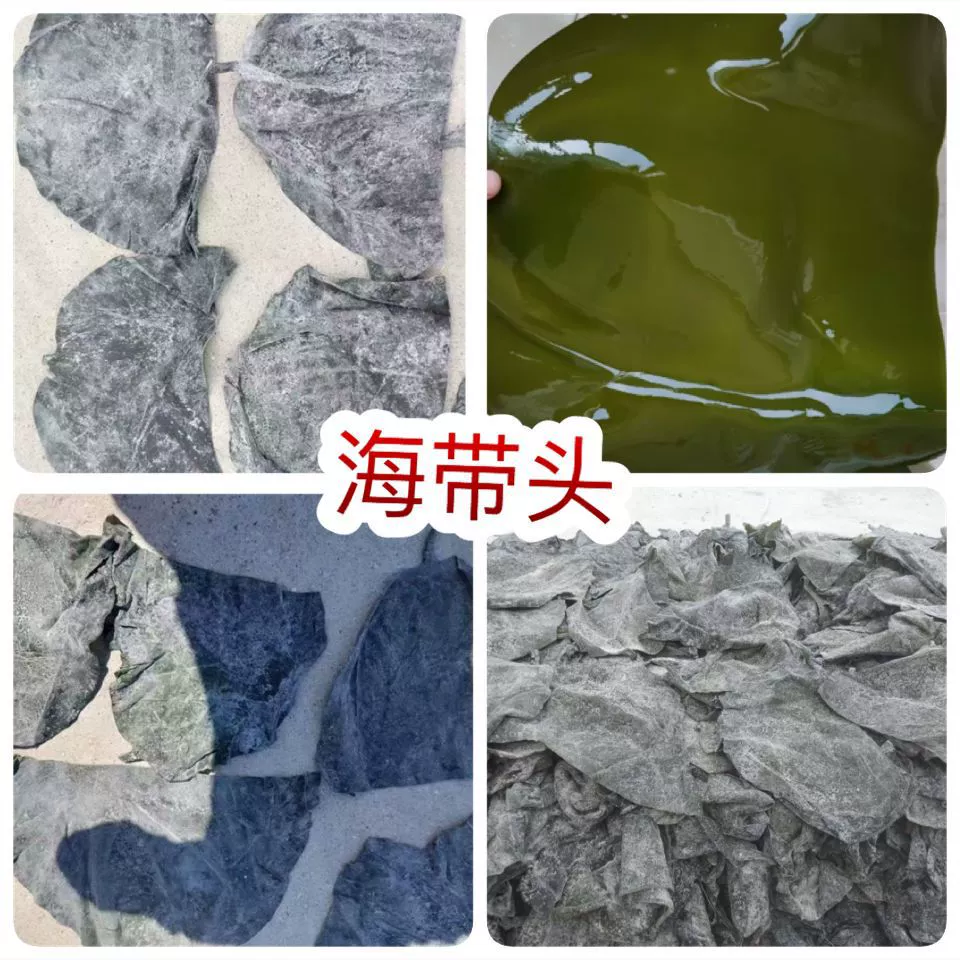 Головка морских водорослей без шрамов и пожелтения, уличный киоск, электронная коммерция, оптовая продажа, соленая сушеная головка водорослей, головка водорослей премиум-класса.