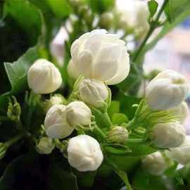 【跨境供货】混色茉莉花种子籽子爬藤植物易活室内外四季开播种花