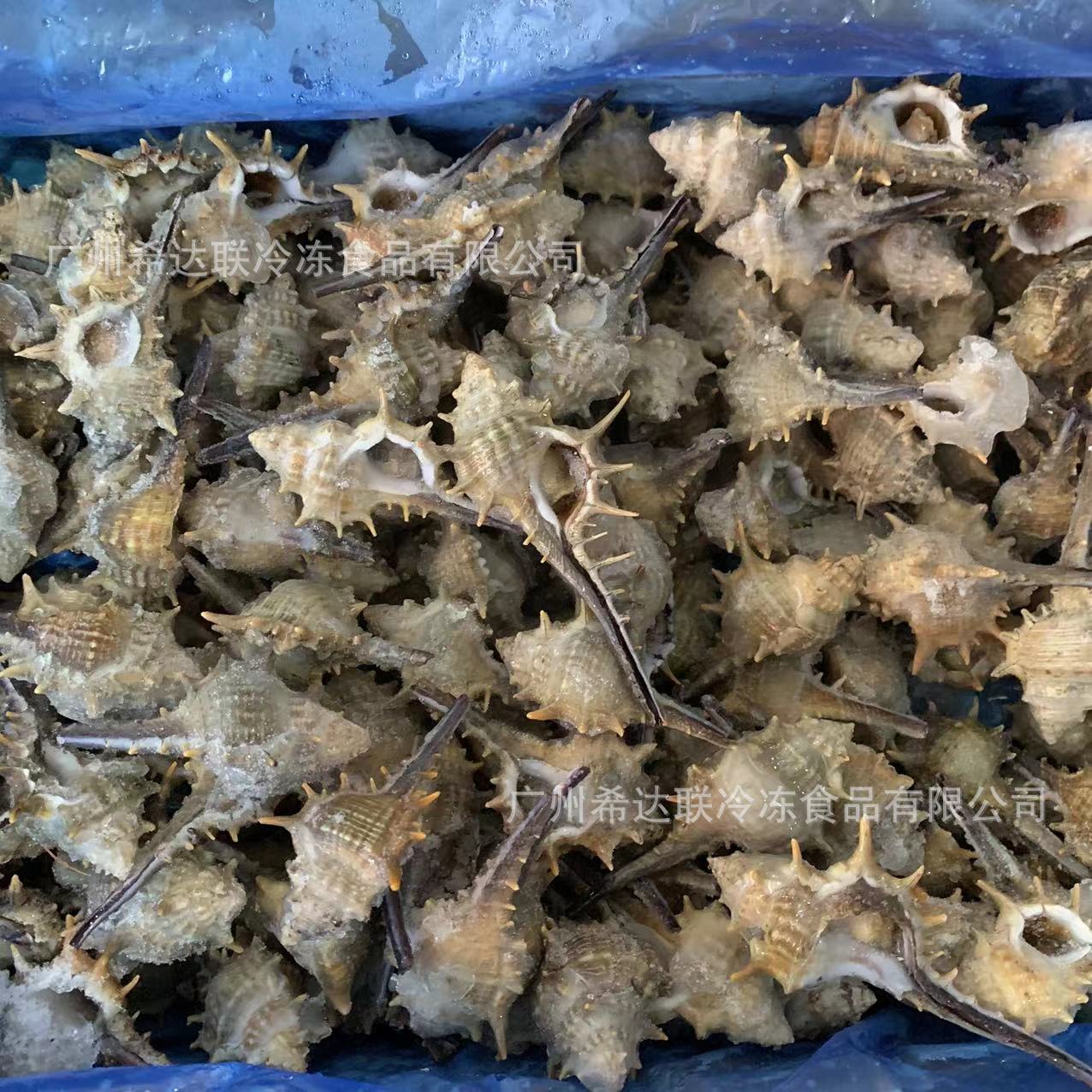 速冻玫瑰螺 刺螺 干水8斤/箱 海鲜自助餐食材 冷冻玫瑰刺螺 海螺