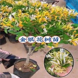 金银花树苗老桩四季开花卉盆栽桂花爬藤植物阳台小苗庭院耐寒金桂
