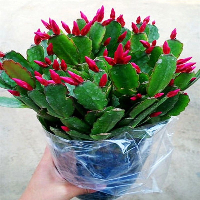 Schlumbergera Flower seedlings Potted plant Succulent plants indoor desktop flowers and plants purify atmosphere formaldehyde Four seasons Bloom wholesale