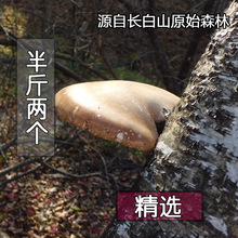野生白灵芝 玉芝 长白山东北灵芝 白边层孔菌 250克 可切片打粉