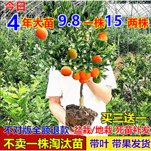 ��ۘ������Ә���̽ۼt�����S���۽۹�����������Ϸ������Nֲ